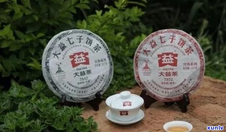 大益普洱茶中的经典之作：深度解析更受欢迎的几款茶叶