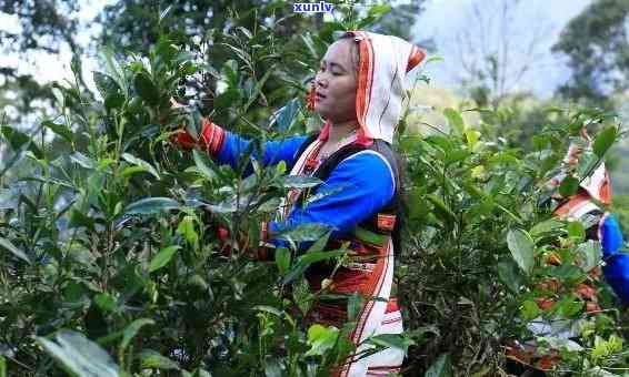 基诺族普洱茶故事：品味与传承