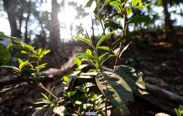 基诺山普洱茶：独特风味、 *** 工艺与品质详解，让你全面了解这款云南名茶