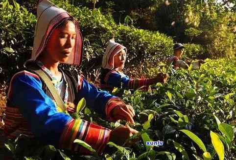 基诺族特懋克普洱茶