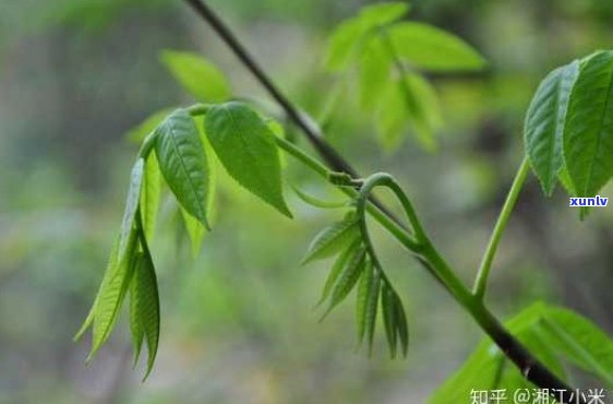 广雅普洱茶官方网站：品质越，茶香四溢的云南普洱茶体验与购买