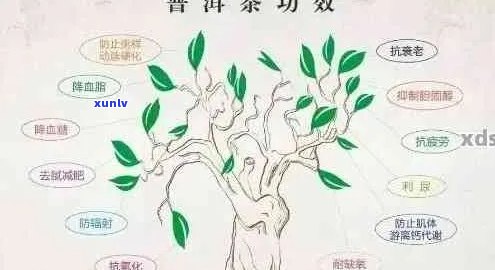 普洱茶的保健作用：对心血管系统的影响分析