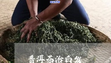 普洱茶能染白头发吗