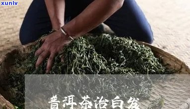 普洱茶能染白头发吗