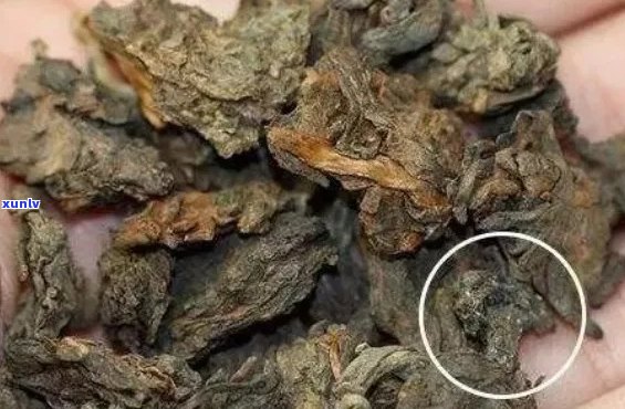 普洱茶有霉点怎么办？能喝吗？还能继续享用吗？