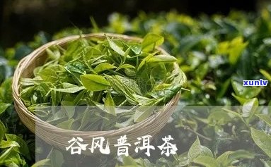 谷岚风普洱茶：品质越，品鉴享受，茶友必备佳品。