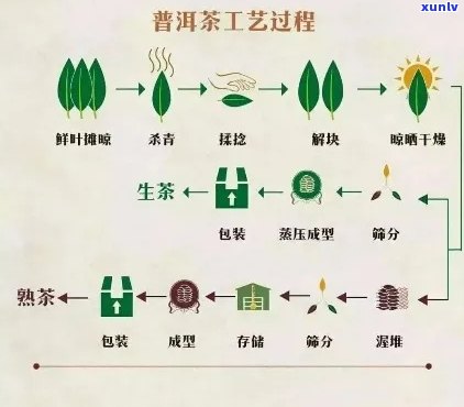 从种植到品鉴：探索普洱熟茶6年的完整历程与品质演变