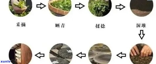 从种植到品鉴：探索普洱熟茶6年的完整历程与品质演变