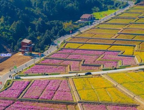 兰花香普洱茶：古树韵味，清新回的新境界