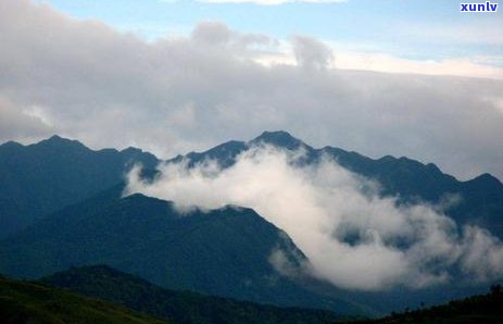 兰花香普洱茶：古树韵味，清新回的新境界