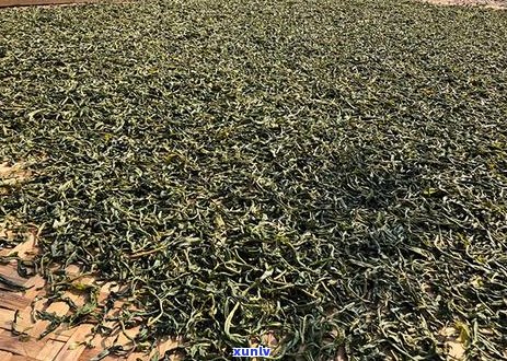 普洱茶含水率标准：最新规定与检测 *** 解析