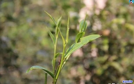 普洱茶含水量湿度