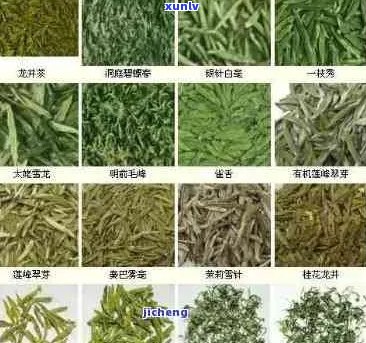 仲景茶价格及种类全解析：如何挑选最适合您的茶品？