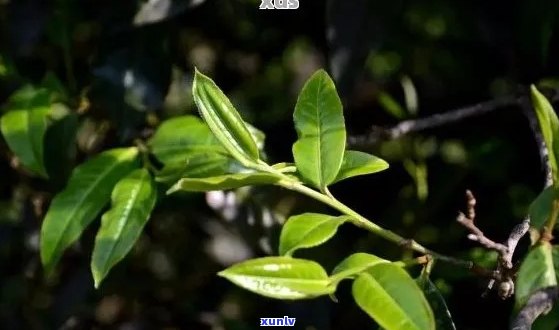 在 *** 糯香普洱茶时，是否要加入糯香草？