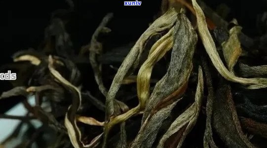 金线凤：云南普洱茶领军，古树茶专家，茶叶收藏家的选择