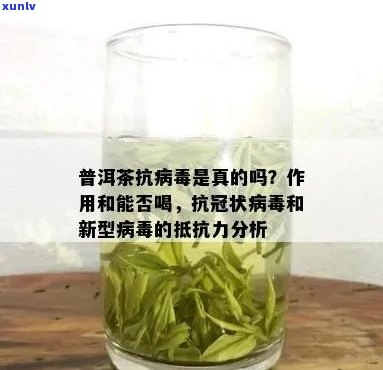 普洱茶与病：科学研究揭示其潜在抗病功效