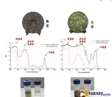 普洱茶的抗病效果：科学研究、预防措及饮用建议