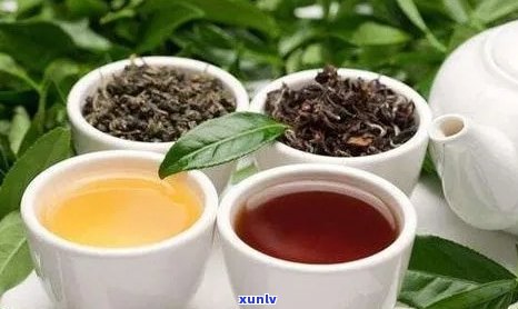 探索普洱茶世界：三大名茶的独特魅力与风味