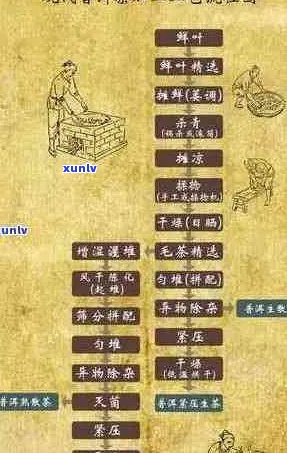 九百年茶叶品种探秘：历、品质与文化传承