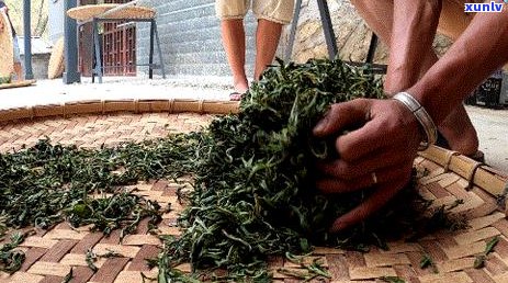 普洱茶揉按的全方位解析：重要性、技巧与益处