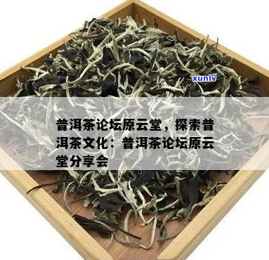 中国普洱茶论坛原云堂：探讨与分享普洱茶的魅力与价值