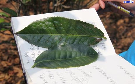 滋味甜一点的普洱茶推荐及相关名称