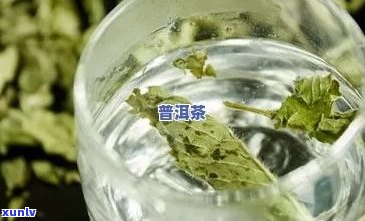 薄荷叶和普洱一起泡水