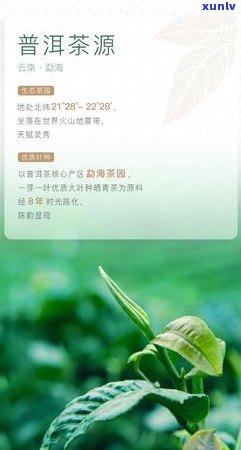 珍品普洱茶200克，古法 *** ，收藏级品质，市场价分析