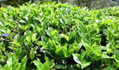 三亚名茶金萝茶价格及种类介绍