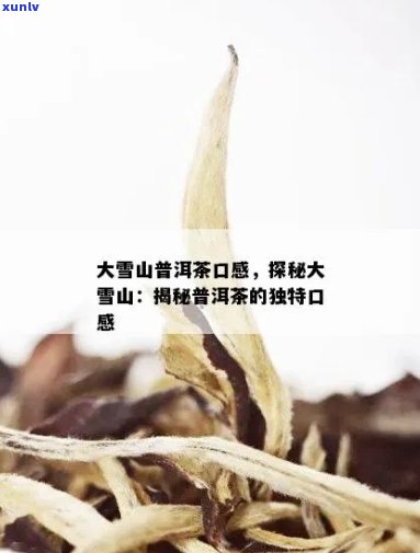 大雪山普洱茶：独特风味、显著功效与品饮技巧详解