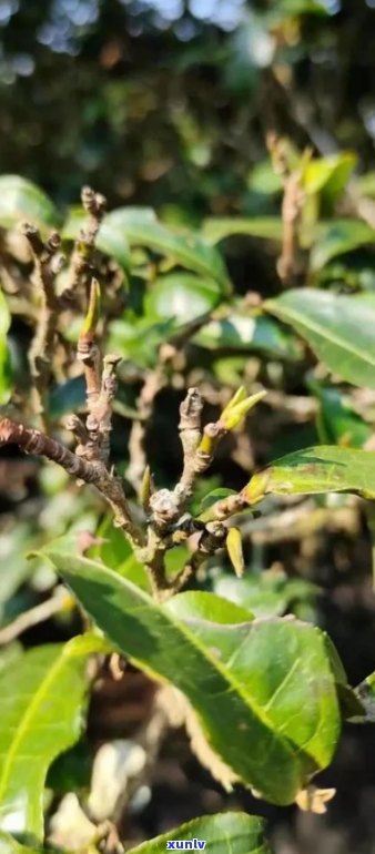 普洱茶孢芽中是否含有花青素？以及花青素在普洱茶孢芽中的作用和含量