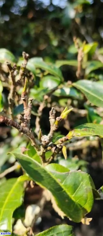 普洱茶孢芽中花青素的含量及其对健的潜在影响