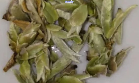 普洱茶芽孢的研究与应用：从生物学到健益处