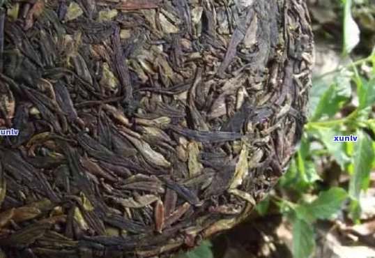 普洱茶芽孢的研究与应用：从生物学到健益处