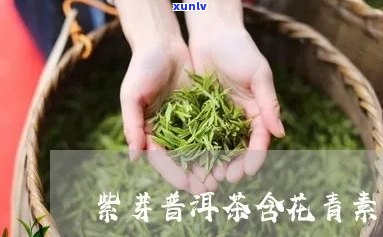 普洱茶孢芽含花青素