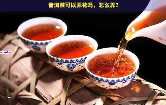 普洱茶能当养花的肥料吗？为什么？