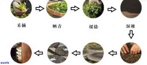 猛海普洱茶生产流程的完整指南：从种植到成品，了解全部细节