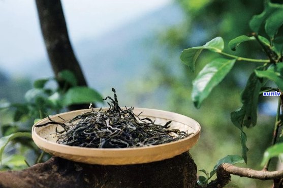 云南原生态普洱茶：千山古树叶的独特韵味