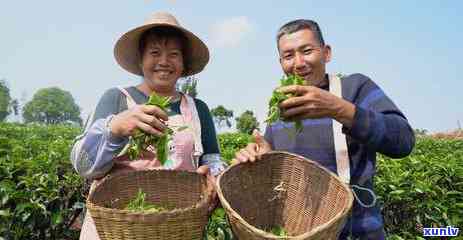 新 普洱茶与的完美融合：它们能否一起泡？