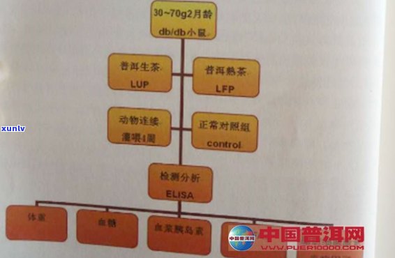 科学研究揭示普洱茶对血糖影响的机制及可能的降糖效果