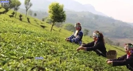 四川特色倾销普洱茶：品味正宗的云南风土文化之旅