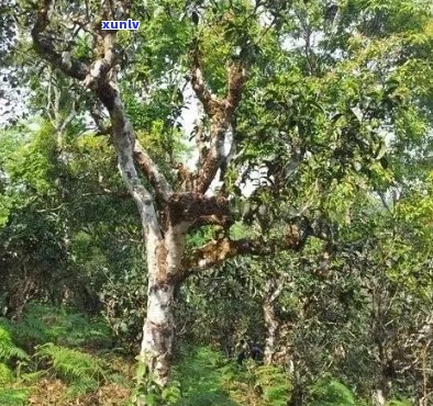 新丁家寨雨林古树普洱生茶：品质、产地、 *** 工艺与口感的全面解析