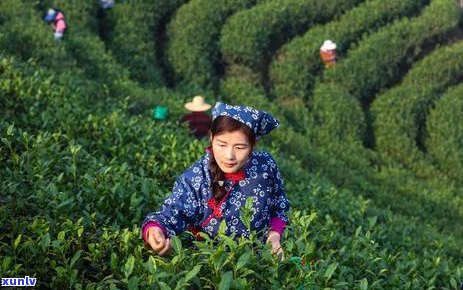 苹果绿茶：一种独特的茶叶品种及其 ***  *** 和功效