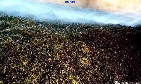 普洱茶中微生物的研究方案：探讨其在普洱茶加工中的作用及研究 *** 。