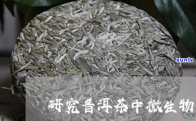 普洱茶中微生物的研究方案：探讨其在普洱茶加工中的作用及研究 *** 。