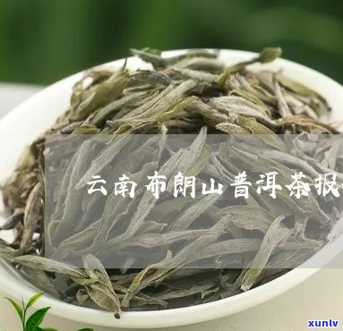 布朗族南糯山普洱茶