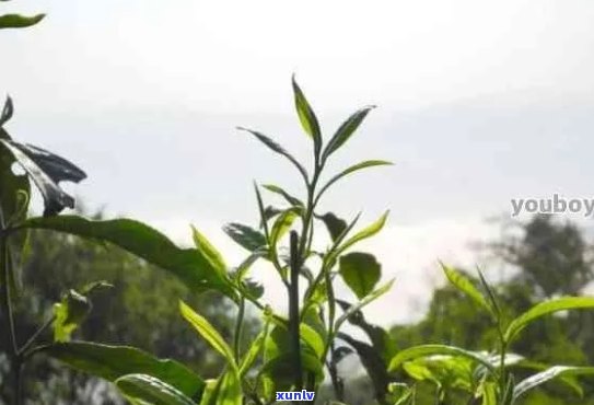 绽放如花的普洱茶：品味大自然的馈赠与传承