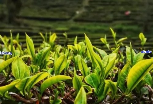 绽放如花的普洱茶：品味大自然的馈赠与传承