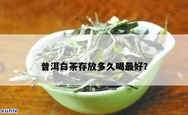 白普洱茶能放多少年