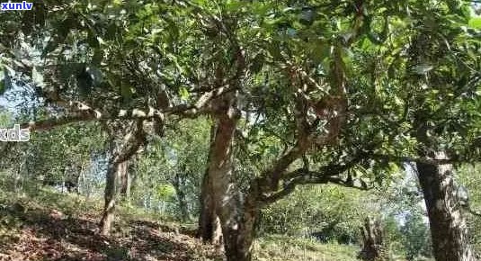 普洱茶古树-普洱茶古树和老树的区别